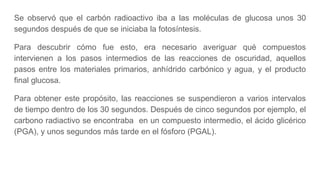 Se observó que el carbón radioactivo iba a las moléculas de glucosa unos 30
segundos después de que se iniciaba la fotosíntesis.
Para descubrir cómo fue esto, era necesario averiguar qué compuestos
intervienen a los pasos intermedios de las reacciones de oscuridad, aquellos
pasos entre los materiales primarios, anhídrido carbónico y agua, y el producto
final glucosa.
Para obtener este propósito, las reacciones se suspendieron a varios intervalos
de tiempo dentro de los 30 segundos. Después de cinco segundos por ejemplo, el
carbono radiactivo se encontraba en un compuesto intermedio, el ácido glicérico
(PGA), y unos segundos más tarde en el fósforo (PGAL).
 