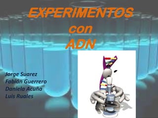 EXPERIMENTOS
con
ADN
Jorge Suarez
Fabián Guerrero
Daniela Acuña
Luis Ruales

 