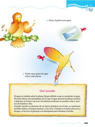 EXPERI M E N T O S




                                      3. Llena el gotero con agua.




          4. Vierte unas gotas de agua
             sobre cada pluma.




                             Qué sucedió
El agua se resbala sobre la pluma limpia debido a que es resistente al agua.
El aceite altera esta propiedad, por lo que el agua penetra la pluma aceitosa
y destruye su forma. Las aves con plumas aceitosas no pueden volar y mue-
ren de hambre y frío.
Cuando sucede un derrame de un barco petrolero en el mar, se ocasionan
terribles daños a la fauna marina y a las aves. Cuando se rescata a las aves a
tiempo, se les lava el plumaje con detergente para eliminar el aceite.




                                                                                 763
 