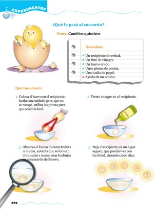 E X P E R IMENTOS


                            ¿Qué le pasó al cascarón?

                               Tema: Cambios químicos


                                             Necesitas:

                                             Un recipiente de cristal.
                                             Un litro de vinagre.
                                             Un huevo crudo.
                                             Unas pinzas de cocina.
                                             Una toalla de papel.
                                             Ayuda de un adulto.


  Qué vas a hacer

  1. Coloca el huevo en el recipiente,        2. Vierte vinagre en el recipiente.
     hazlo con cuidado para que no
     se rompa, utiliza las pinzas para
     que sea más fácil.




      3. Observa el huevo durante treinta      3. Deja el recipiente en un lugar
         minutos, notarás que se forman           seguro, que puedas ver con
         diminutas y numerosas burbujas           facilidad, durante cinco días.
         en el cascarón del huevo.




774
 
