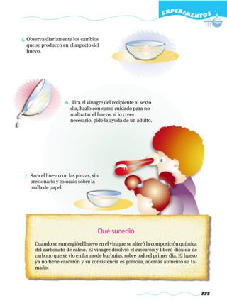 EXPERI M E N T O S


5. Observa diariamente los cambios
   que se producen en el aspecto del
   huevo.




                    6. Tira el vinagre del recipiente al sexto
                      día, hazlo con sumo cuidado para no
                      maltratar el huevo, si lo crees
                      necesario, pide la ayuda de un adulto.




 7. Saca el huevo con las pinzas, sin
    presionarlo y colócalo sobre la
    toalla de papel.




                                    Qué sucedió
      Cuando se sumergió el huevo en el vinagre se alteró la composición química
      del carbonato de calcio. El vinagre disolvió el cascarón y liberó dióxido de
      carbono que se vio en formo de burbujas, sobre todo el primer día. El huevo
      ya no tiene cascarón y su consistencia es gomosa, además aumentó su ta-
      maño.




                                                                                     775
 