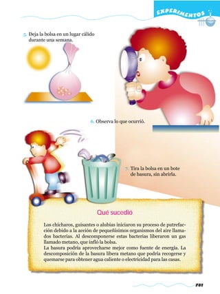 EXPERI M E N T O S


5. Deja la bolsa en un lugar cálido
   durante una semana.




                                 6. Observa lo que ocurrió.




                                                 7. Tira la bolsa en un bote
                                                    de basura, sin abrirla.




                                      Qué sucedió
          Los chícharos, guisantes o alubias iniciaron su proceso de putrefac-
          ción debido a la acción de pequeñísimos organismos del aire llama-
          dos bacterias. Al descomponerse estas bacterias liberaron un gas
          llamado metano, que infló la bolsa.
          La basura podría aprovecharse mejor como fuente de energía. La
          descomposición de la basura libera metano que podría recogerse y
          quemarse para obtener agua caliente o electricidad para las casas.




                                                                                 781
 