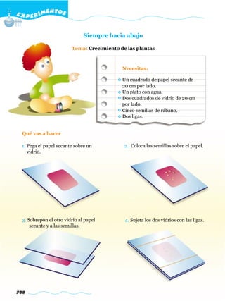 E X P E R IMENTOS


                               Siempre hacia abajo

                         Tema: Crecimiento de las plantas



                                            Necesitas:

                                            Un cuadrado de papel secante de
                                            20 cm por lado.
                                            Un plato con agua.
                                            Dos cuadrados de vidrio de 20 cm
                                            por lado.
                                            Cinco semillas de rábano.
                                            Dos ligas.


  Qué vas a hacer

 1. Pega el papel secante sobre un           2. Coloca las semillas sobre el papel.
    vidrio.




  3. Sobrepón el otro vidrio al papel        4. Sujeta los dos vidrios con las ligas.
      secante y a las semillas.




788
 