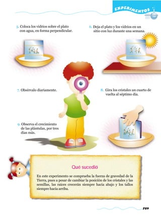 EXPERI M E N T O S


5. Coloca los vidrios sobre el plato             6. Deja el plato y los vidrios en un
   con agua, en forma perpendicular.                sitio con luz durante una semana.




7. Obsérvalo diariamente.                               8. Gira los cristales un cuarto de
                                                           vuelta al séptimo día.




9. Observa el crecimiento
   de las plántulas, por tres
   días más.




                                     Qué sucedió
             En este experimento se comprueba la fuerza de gravedad de la
             Tierra, pues a pesar de cambiar la posición de los cristales y las
             semillas, las raíces crecerán siempre hacia abajo y los tallos
             siempre hacia arriba.




                                                                                    789
 