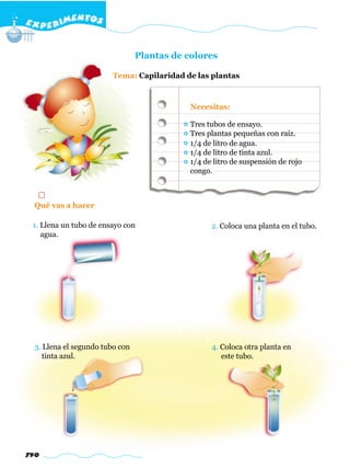 E X P E R IMENTOS


                                 Plantas de colores

                        Tema: Capilaridad de las plantas



                                             Necesitas:

                                             Tres tubos de ensayo.
                                             Tres plantas pequeñas con raíz.
                                             1/4 de litro de agua.
                                             1/4 de litro de tinta azul.
                                             1/4 de litro de suspensión de rojo
                                             congo.



  Qué vas a hacer

 1. Llena un tubo de ensayo con                    2. Coloca una planta en el tubo.
    agua.




  3. Llena el segundo tubo con                     4. Coloca otra planta en
     tinta azul.                                      este tubo.




790
 