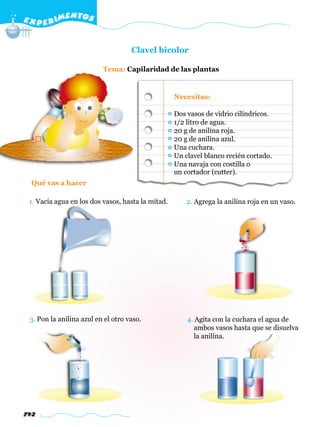 E X P E R IMENTOS


                                    Clavel bicolor

                          Tema: Capilaridad de las plantas


                                                   Necesitas:

                                                   Dos vasos de vidrio cilíndricos.
                                                   1/2 litro de agua.
                                                   20 g de anilina roja.
                                                   20 g de anilina azul.
                                                   Una cuchara.
                                                   Un clavel blanco recién cortado.
                                                   Una navaja con costilla o
                                                   un cortador (cutter).
  Qué vas a hacer

 1. Vacía agua en los dos vasos, hasta la mitad.       2. Agrega la anilina roja en un vaso.




 3. Pon la anilina azul en el otro vaso.               4. Agita con la cuchara el agua de
                                                          ambos vasos hasta que se disuelva
                                                          la anilina.




792
 