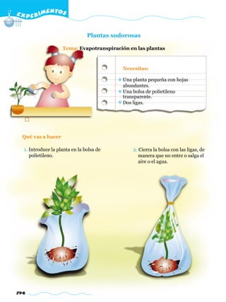 E X P E R IMENTOS


                                Plantas sudorosas

                    Tema: Evapotranspiración en las plantas



                                           Necesitas:

                                           Una planta pequeña con hojas
                                           abundantes.
                                           Una bolsa de polietileno
                                           transparente.
                                           Dos ligas.




  Qué vas a hacer

  1. Introduce la planta en la bolsa de        2. Cierra la bolsa con las ligas, de
     polietileno.                                 manera que no entre o salga el
                                                  aire o el agua.




794
 