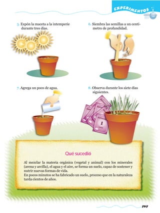 EXPERI M E N T O S


5. Expón la maceta a la intemperie               6. Siembra las semillas a un centí-
   durante tres días.                               metro de profundidad.




7. Agrega un poco de agua.                       8. Observa durante los siete días
                                                    siguientes.




                                Qué sucedió
    Al mezclar la materia orgánica (vegetal y animal) con los minerales
    (arena y arcilla), el agua y el aire, se forma un suelo, capaz de sostener y
    nutrir nuevas formas de vida.
    En pocos minutos se ha fabricado un suelo, proceso que en la naturaleza
    tarda cientos de años.




                                                                                       797
 