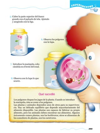 EXPERI M E N T O S


5. Cubre la parte superior del frasco
   grande con el pañuelo de tela. Ajústalo
   y asegúralo con la liga.




                                    6. Observa los pulgones
                                       con la lupa.




7. Introduce la mariquita, colo-
   cándola en el brote del rosal.




 8. Observa con la lupa lo que
    ocurre.




                               Qué sucedió
    Los pulgones chupan los jugos de la planta. Cuando se introduce
    la mariquita, ésta se come a los pulgones.
    Las plantas y animales dependen unos de otros para su superviven-
    cia. Hay un delicado equilibrio que depende mayoritariamente del
    alimento disponible. Las plantas son capaces de fabricar su propio
    alimento, pero los animales deben encontrar sus alimentos. Algunos
    únicamente comen plantas, son los herbívoros; otros se alimentan de
    los comedores de plantas, son los carnívoros.




                                                                            799
 