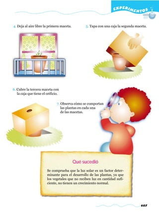 EXPERI M E N T O S


4. Deja al aire libre la primera maceta.         5. Tapa con una caja la segunda maceta.




6. Cubre la tercera maceta con
   la caja que tiene el orificio.

                               7. Observa cómo se comportan
                                  las plantas en cada una
                                  de las macetas.




                                           Qué sucedió
                        Se comprueba que la luz solar es un factor deter-
                        minante para el desarrollo de las plantas, ya que
                        los vegetales que no reciben luz en cantidad sufi-
                        ciente, no tienen un crecimiento normal.




                                                                                    687
 