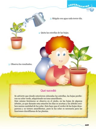 EXPERI M E N T O S



                                              3. Riégala con agua cada tercer día.




                                 4. Quita las estrellas de las hojas.




5. Observa los resultados.




                                   Qué sucedió
      Se advierte que donde estuvieron colocadas las estrellas, las hojas perdie-
      ron su color verde, adquiriendo un tono amarillento.
      Este mismo fenómeno se observa en el otoño, en las hojas de algunos
      árboles, ya que durante esta estación los días se acortan y los árboles reci-
      ben menos cantidad de luz solar. Esto hace que el verdor de las hojas desa-
      parezca y se tornen amarillentas, pues la luz solar es necesaria para las
      funciones clorofilianas de las plantas.




                                                                                      689
 