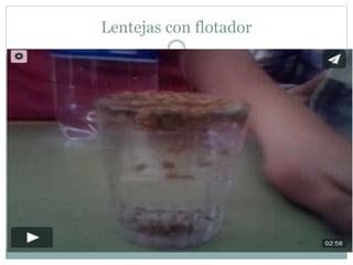 Lentejas con flotador
 
