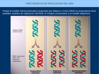 TRES MODELOS DE REPLICACIÓN DEL ADN
Frente al modelo Semiconservativo propuesto por Watson y Crick (1953) se propusieron otros
posibles modelos de replicación del ADN: el modelo conservativo y el modelo dispersivo
 