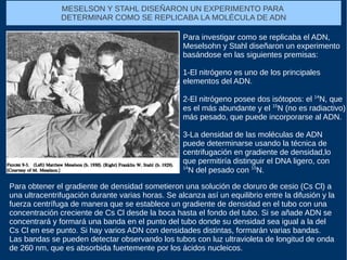 Para investigar como se replicaba el ADN,
Meselsohn y Stahl diseñaron un experimento
basándose en las siguientes premisas:
1-El nitrógeno es uno de los principales
elementos del ADN.
2-El nitrógeno posee dos isótopos: el 14
N, que
es el más abundante y el 15
N (no es radiactivo)
más pesado, que puede incorporarse al ADN.
3-La densidad de las moléculas de ADN
puede determinarse usando la técnica de
centrifugación en gradiente de densidad,lo
que permitiría distinguir el DNA ligero, con
14
N del pesado con 15
N.
MESELSON Y STAHL DISEÑARON UN EXPERIMENTO PARA
DETERMINAR COMO SE REPLICABA LA MOLÉCULA DE ADN
Para obtener el gradiente de densidad sometieron una solución de cloruro de cesio (Cs Cl) a
una ultracentrifugación durante varias horas. Se alcanza así un equilibrio entre la difusión y la
fuerza centrífuga de manera que se establece un gradiente de densidad en el tubo con una
concentración creciente de Cs Cl desde la boca hasta el fondo del tubo. Si se añade ADN se
concentrará y formará una banda en el punto del tubo donde su densidad sea igual a la del
Cs Cl en ese punto. Si hay varios ADN con densidades distintas, formarán varias bandas.
Las bandas se pueden detectar observando los tubos con luz ultravioleta de longitud de onda
de 260 nm, que es absorbida fuertemente por los ácidos nucleicos.
 