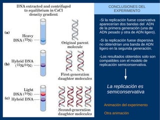 Animación del experimento
Otra animación
CONCLUSIONES DEL
EXPERIMENTO
-Si la replicación fuese coservativa
aparecerían dos bandas del ADN
de la primera generación (una de
ADN pesado y otra de ADN ligero).
-Si la replicación fuese dispersiva
no obtendrían una banda de ADN
ligero en la segunda generación.
-Los resultados obtenidos solo son
compatibles con el modelo de
replicación semiconservativa.
La replicación es
semiconservativa
 