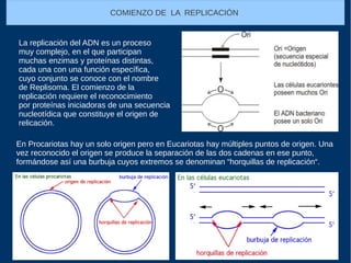 La replicación del ADN es un proceso
muy complejo, en el que participan
muchas enzimas y proteínas distintas,
cada una con una función específica,
cuyo conjunto se conoce con el nombre
de Replisoma. El comienzo de la
replicación requiere el reconocimiento
por proteínas iniciadoras de una secuencia
nucleotídica que constituye el origen de
relicación.
COMIENZO DE LA REPLICACIÓN
En Procariotas hay un solo origen pero en Eucariotas hay múltiples puntos de origen. Una
vez reconocido el origen se produce la separación de las dos cadenas en ese punto,
formándose así una burbuja cuyos extremos se denominan “horquillas de replicación“.
 