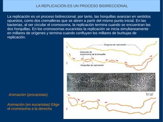 La replicación es un proceso bidireccional, por tanto, las horquillas avanzan en sentidos
opuestos, como dos cremalleras que se abren a partir del mismo punto inicial. En las
bacterias, al ser circular el cromosoma, la replicación termina cuando se encuentran las
dos horquillas. En los cromosomas eucariotas la replicación se inicia simultaneamente
en millares de orígenes y termina cuando confluyen los millares de burbujas de
replicación.
Animación (procariotas)
Animación (en eucariotas) Elige
el cromosoma a la derecha
LA REPLICACIÓN ES UN PROCESO BIDIRECCIONAL
 