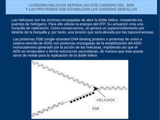 LA ENZIMA HELICASA SEPARA LAS DOS CADENAS DEL ADN
Y LAS PROTEÍNAS SSB ESTABILIZAN LAS CADENAS SENCILLAS
Las helicasas son las enzimas encargadas de abrir la doble hélice, rompiendo los
puentes de hidrógeno. Para ello utilizan la energía del ATP. Su actuación crea una
horquilla de replicación. Como consecuencia, se genera un superenrollamiento por
delante de la horquilla y, por tanto, una tensión que será aliviada por las topoisomerasas.
Las proteínas SSB (single-stranded DNA binding proteins o proteínas de union a
cadena sencilla de ADN) son proteínas encargadas de la estabilización del ADN
monocatenario generado por la acción de las helicasas, impidiendo así que el
ADN se renaturalice o forme estructuras secundarias, de manera que éste pueda
servir de molde para la replicación de la doble hélice
HELICASA
SSB
 