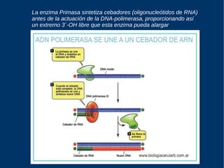 La enzima Primasa sintetiza cebadores (oligonucleótidos de RNA)
antes de la actuación de la DNA-polimerasa, proporcionando así
un extremo 3´-OH libre que esta enzima pueda alargar
 