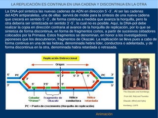 La DNA-pol sintetiza las nuevas cadenas de ADN en dirección 5´-3´. Al ser las cadenas
del ADN antiparalelas, una de ellas servirá de molde para la síntesis de una nueva cadena
que crecerá en sentido 5´-3´, de forma continua a medida que avanza la horquilla, pero la
otra debería ser sintetizada en sentido 3´-5´, lo cual no es posible. Aquí, la DNA-pol debe
realizar la copia en dirección contraria al avance de la horquilla de replicación, por lo que se
sintetiza de forma discontinua, en forma de fragmentos cortos, a partir de sucesivos cebadores
colocados por la Primasa. Estos fragmentos se denominan, en honor a los investigadores
japoneses que los descubrieron, fragmentos de Okazaki. La replicación se lleva pues a cabo de
forma continua en una de las hebras, denominada hebra líder, conductora o adelantada, y de
forma discontinua en la otra, denominada habra retardada o retrasada.
LA REPLICACIÓN ES CONTINUA EN UNA CADENA Y DISCONTINUA EN LA OTRA
Animación
The Okazakis and Kornbergs.
From left, Reiji and Tsuneko
Okazaki, Alfred and Sylvy
Kornberg. c1975
 