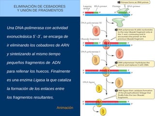 ELIMINACIÓN DE CEBADORES
Y UNIÓN DE FRAGMENTOS
Una DNA-polimerasa con actividad
exonucleásica 5´-3´, se encarga de
ir eliminando los cebadores de ARN
y sintetizando al mismo tiempo
pequeños fragmentos de ADN
para rellenar los huecos. Finalmente
es una enzima Ligasa la que cataliza
la formación de los enlaces entre
los fragmentos resultantes.
Animación
 