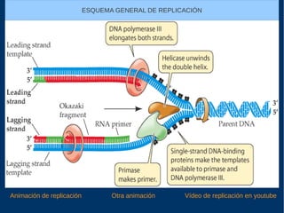 Animación de replicación
ESQUEMA GENERAL DE REPLICACIÓN
Vídeo de replicación en youtubeOtra animación
 