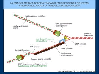 LA DNA-POLIMERASA DEBERÍA TRABAJAR EN DIRECCIONES OPUESTAS
A MEDIDA QUE AVANZA LA HORQUILLA DE REPLICACIÓN
 