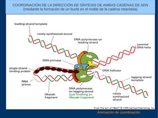 COORDINACIÓN DE LA DIRECCIÓN DE SÍNTESIS DE AMBAS CADENAS DE ADN
(mediante la formación de un bucle en el molde de la cadena retardada)
Animación de coordinación
 