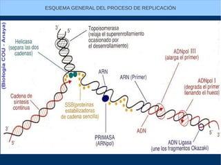 ESQUEMA GENERAL DEL PROCESO DE REPLICACIÓN
 