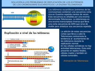 SOLUCIÓN A LOS PROBLEMAS DE REPLICACIÓN DE LOS EXTREMOS
DE LOS CROMOSOMAS EUCARIÓTICOS: LA ENZIMA TELOMERASA
Los telómeros eucarióticos (extremos de los
cromosomas) contienen una secuencia corta
rica en Guanina repetida cientos de veces.
Esta secuencia es añadida por una enzima
denominada Telomerasa. La telomerasa es
una enzima transcriptasa inversa que lleva
una corta secuencia de ARN que sirve de
molde para sintetizar esa secuencia repetida.
La adición de estas secuencias
cortas que lleva a cabo la
Telomerasa contrarresta la
tendencia al acortamiento de
los telómeros durante la
replicación normal.
En las células somáticas no hay
actividad telomerasa. Esta está
presente en tejidos fetales,
células madre y también en
células tumorales.
Animación de Telomerasa
 