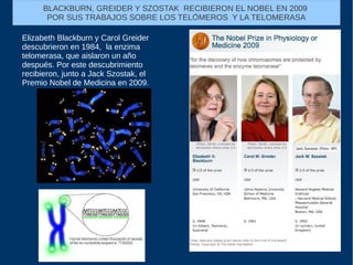 Elizabeth Blackburn y Carol Greider
descubrieron en 1984, la enzima
telomerasa, que aislaron un año
después. Por este descubrimiento
recibieron, junto a Jack Szostak, el
Premio Nobel de Medicina en 2009.
BLACKBURN, GREIDER Y SZOSTAK RECIBIERON EL NOBEL EN 2009
POR SUS TRABAJOS SOBRE LOS TELÓMEROS Y LA TELOMERASA
 