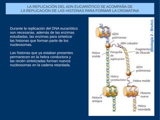 Durante la replicación del DNA eucariótico
son necesarias, además de las enzimas
estudiadas, las enzimas para sintetizar
las histonas que forman parte de los
nucleosomas.
Las histonas que ya estaban presentes
permanecen en la hebra conductora y
las recién sintetizadas forman nuevos
nucleosomas en la cadena retardada.
LA REPLICACIÓN DEL ADN EUCARIÓTICO SE ACOMPAÑA DE
LA REPLICACIÓN DE LAS HISTONAS PARA FORMAR LA CROMATINA
 