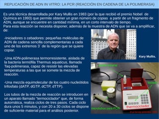 REPLICACIÓN DE ADN IN VITRO: LA PCR (REACCIÓN EN CADENA DE LA POLIMERASA)
Es una técnica desarrollada por Kary Mullis en 1983 (por la que recibió el premio Nobel de
Química en 1993) que permite obtener un gran número de copias a partir de un fragmento de
ADN, aunque se encuentre en cantidad mínima, en un corto intervalo de tiempo.
Para esta reacción se necesita disponer, además de la muestra de ADN que se va a amplificar,
de:
-Iniciadores o cebadores: pequeñas moléculas de
ADN de cadena sencilla complementarias a cada
uno de los extremos 3´ de la región que se quiere
copiar.
-Una ADN-polimerasa termorresistente, aislada de
la bacteria termófila Thermus aquaticus, llamada
Taq-polimerasa, capaz de resistir las elevadas
temperaturas a las que se somete la mezcla de
reacción.
-Una mezcla equimolecular de los cuatro nucleótidos
trifosfato (dATP, dGTP, dCTP, dTTP).
Los tubos de la mezcla de reacción se introducen en
un aparato llamado “termociclador“ que, de forma
automática, realiza ciclos de tres pasos. Cada ciclo
dura unos 5 minutos, y con 20 a 30 ciclos se dispone
de suficiente material para el análisis posterior.
Kary Mullis.
 