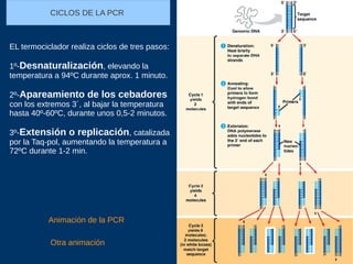 CICLOS DE LA PCR
EL termociclador realiza ciclos de tres pasos:
1º-Desnaturalización, elevando la
temperatura a 94ºC durante aprox. 1 minuto.
2º-Apareamiento de los cebadores
con los extremos 3´, al bajar la temperatura
hasta 40º-60ºC, durante unos 0,5-2 minutos.
3º-Extensión o replicación, catalizada
por la Taq-pol, aumentando la temperatura a
72ºC durante 1-2 min.
Animación de la PCR
Otra animación
 