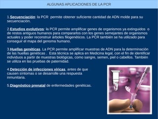 1.Secuenciación: la PCR permite obtener suficiente cantidad de ADN molde para su
secuenciación.
2.Estudios evolutivos: la PCR permite amplificar genes de organismos ya extinguidos o
de restos antiguos humanos para compararlos con los genes semejantes de organismos
actuales y poder reconstruir árboles filogenéticos. La PCR también se ha utilizado para
conseguir el mapa del genoma humano.
3.Huellas genéticas. La PCR permite amplificar muestras de ADN para la determinación
de las huellas genéticas . Esta técnica se aplica en Medicina legal, con el fin de identificar
individuos a partir de muestras biológicas, como sangre, semen, piel o cabellos. También
se utiliza en las pruebas de paternidad.
4.Detección de infecciones víricas, antes de que
causen síntomas o se desarrolle una respuesta
inmunitaria.
5.Diagnóstico prenatal de enfermedades genéticas.
ALGUNAS APLICACIONES DE LA PCR
 