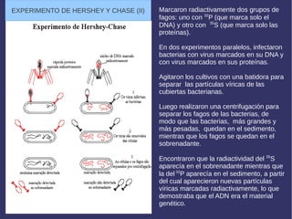 Marcaron radiactivamente dos grupos de
fagos: uno con 32
P (que marca solo el
DNA) y otro con 35
S (que marca solo las
proteínas).
En dos experimentos paralelos, infectaron
bacterias con virus marcados en su DNA y
con virus marcados en sus proteínas.
Agitaron los cultivos con una batidora para
separar las partículas víricas de las
cubiertas bacterianas.
Luego realizaron una centrifugación para
separar los fagos de las bacterias, de
modo que las bacterias, más grandes y
más pesadas, quedan en el sedimento,
mientras que los fagos se quedan en el
sobrenadante.
Encontraron que la radiactividad del 35
S
aparecía en el sobrenadante mientras que
la del 32
P aparecía en el sedimento, a partir
del cual aparecieron nuevas partículas
víricas marcadas radiactivamente, lo que
demostraba que el ADN era el material
genético.
EXPERIMENTO DE HERSHEY Y CHASE (II)
 