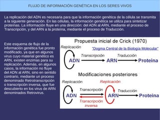 "Dogma Central de la Biología Molecular"
FLUJO DE INFORMACIÓN GENÉTICA EN LOS SERES VIVOS
La replicación del ADN es necesaria para que la información genética de la célula se transmita
a la siguiente generación. En las células, la información genética se utiliza para sintetizar
proteínas. La información fluye en una dirección: del ADN al ARN, mediante el proceso de
Transcripción, y del ARN a la proteína, mediante el proceso de Traducción.
Este esquema de flujo de la
información genética fue pronto
modificado, ya que en algunos
virus cuyo material genético es
ARN, existen enzimas para su
replicación. Además, en algunos
casos, la información no fluye
del ADN al ARN, sino en sentido
contrario, mediante un proceso
denominado Retrotranscripción
o transcripción inversa, que fue
descubierto en los virus de ARN
denominados Retrovirus.
 