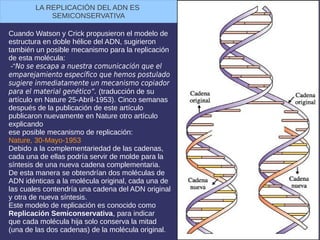 Cuando Watson y Crick propusieron el modelo de
estructura en doble hélice del ADN, sugirieron
también un posible mecanismo para la replicación
de esta molécula:
-“No se escapa a nuestra comunicación que el
emparejamiento específico que hemos postulado
sugiere inmediatamente un mecanismo copiador
para el material genético“. (traducción de su
artículo en Nature 25-Abril-1953). Cinco semanas
después de la publicación de este artículo
publicaron nuevamente en Nature otro artículo
explicando
ese posible mecanismo de replicación:
Nature, 30-Mayo-1953
Debido a la complementariedad de las cadenas,
cada una de ellas podría servir de molde para la
síntesis de una nueva cadena complementaria.
De esta manera se obtendrían dos moléculas de
ADN idénticas a la molécula original, cada una de
las cuales contendría una cadena del ADN original
y otra de nueva síntesis.
Este modelo de replicación es conocido como
Replicación Semiconservativa, para indicar
que cada molécula hija solo conserva la mitad
(una de las dos cadenas) de la molécula original.
LA REPLICACIÓN DEL ADN ES
SEMICONSERVATIVA
 
