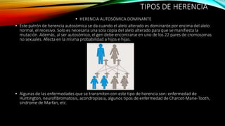 TIPOS DE HERENCIA
• HERENCIA AUTOSÓMICA DOMINANTE
• Este patrón de herencia autosómica se da cuando el alelo alterado es dominante por encima del alelo
normal, el recesivo. Solo es necesaria una sola copia del alelo alterado para que se manifiesta la
mutación. Además, al ser autosómico, el gen debe encontrarse en uno de los 22 pares de cromosomas
no sexuales. Afecta en la misma probabilidad a hijos e hijas.
• Algunas de las enfermedades que se transmiten con este tipo de herencia son: enfermedad de
Huntington, neurofibromatosis, acondroplasia, algunos tipos de enfermedad de Charcot-Marie-Tooth,
síndrome de Marfan, etc.
 