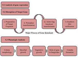 Experiment route map of fungal research pptx | PPTX