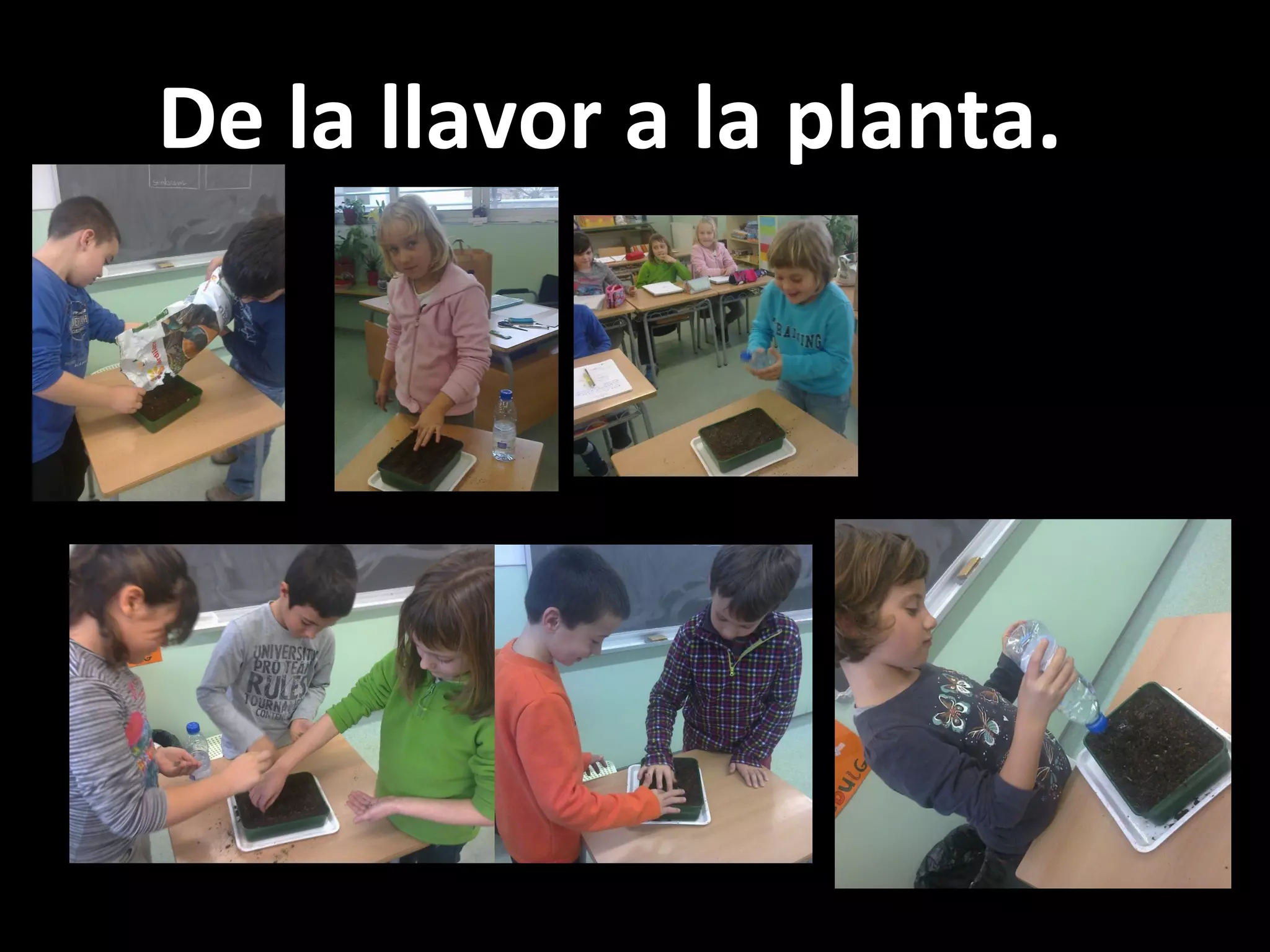 De la llavor a la planta.

 