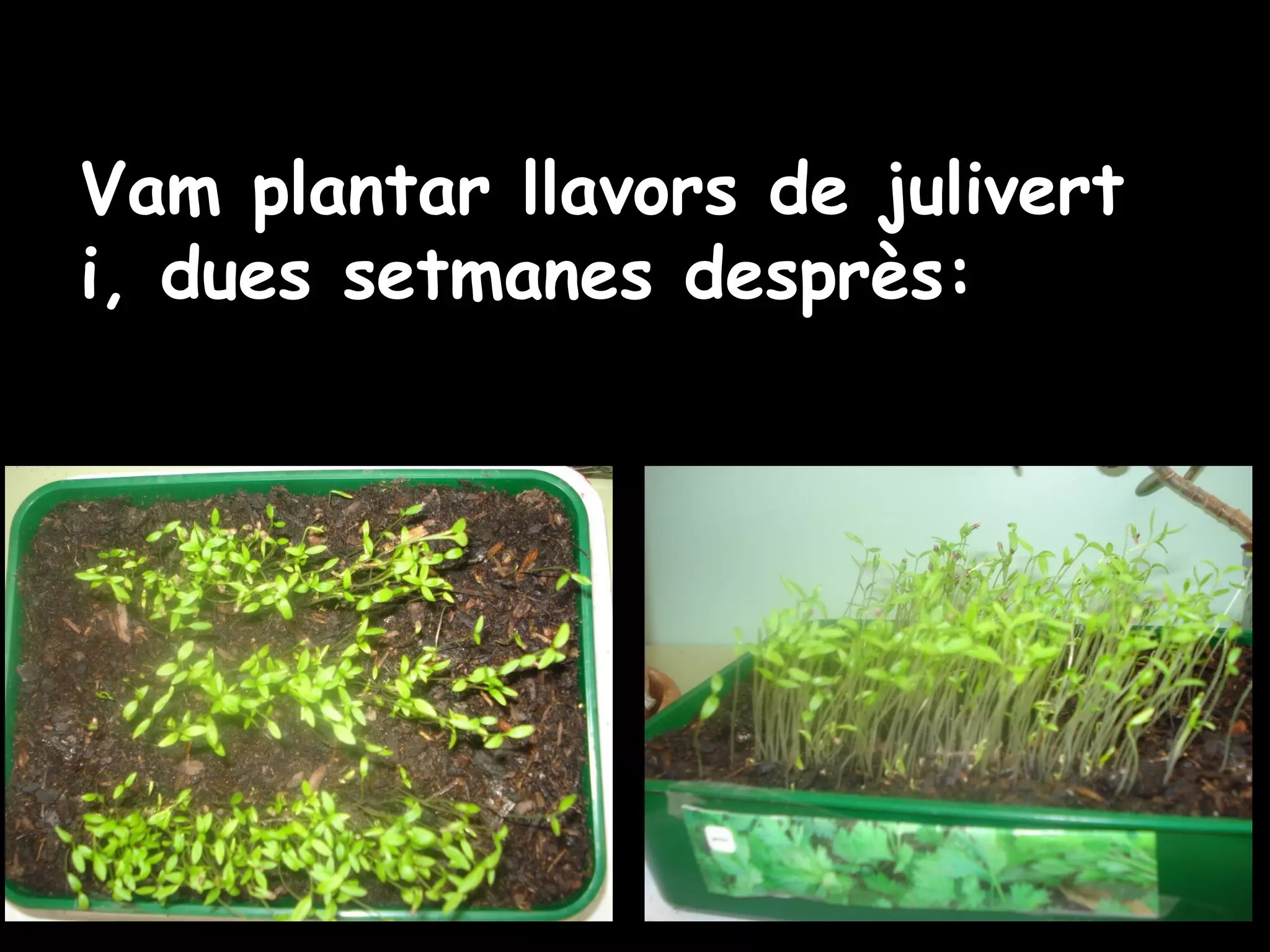 Vam plantar llavors de julivert
i, dues setmanes desprès:

 