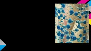 HYPOTHESIS 4
Does the size of the tablet
piece affect the
number of blobs created?
With more tablets more
blobs are produced.
 