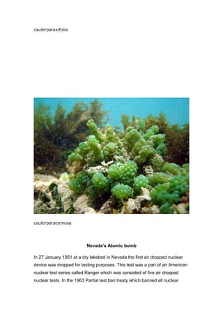 caulerpataxifolia
caulerparacemosa
Nevada’s Atomic bomb
In 27 January 1951 at a dry lakebed in Nevada the first air dropped nuclear
device was dropped for testing purposes. This test was a part of an American
nuclear test series called Ranger which was consisted of five air dropped
nuclear tests. In the 1963 Partial test ban treaty which banned all nuclear
 