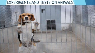 EXPERIMENTS AND TESTS ON ANIMALS
 