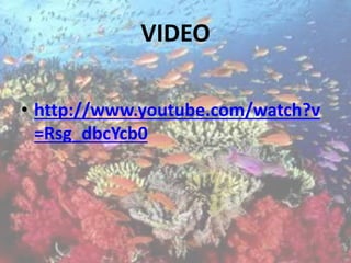 VIDEO
• http://www.youtube.com/watch?v
=Rsg_dbcYcb0
 