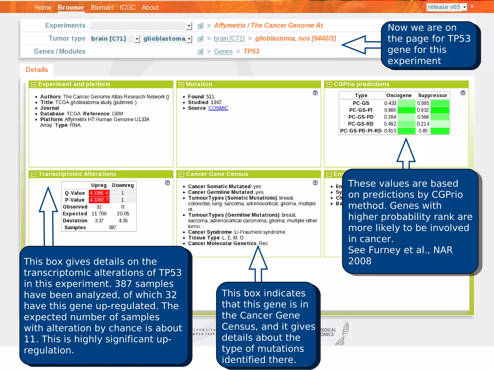 Now we are on
                                                                    the page for TP53
                                                                    gene for this
                                                                    experiment




                                                            These values are based
                                                            on predictions by CGPrio
                                                            method. Genes with
                                                            higher probability rank are
                                                            more likely to be involved
                                                            in cancer.
                                                            See Furney et al., NAR
This box gives details on the                               2008
transcriptomic alterations of TP53
in this experiment. 387 samples
have been analyzed, of which 32      This box indicates
have this gene up-regulated. The     that this gene is in
expected number of samples           the Cancer Gene
with alteration by chance is about   Census, and it gives
11. This is highly significant up-   details about the
regulation.                          type of mutations
                                     identified there.
 