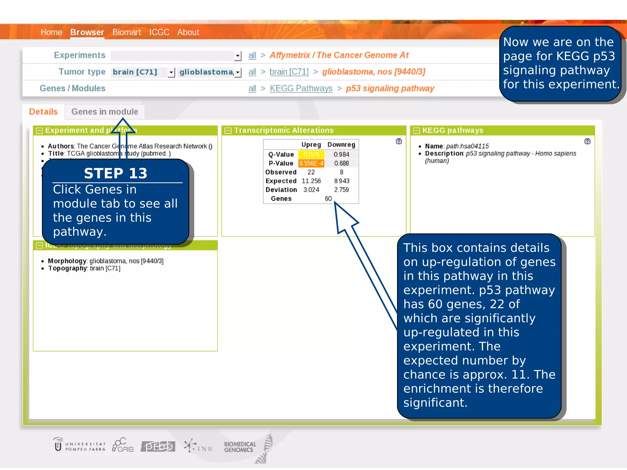 Now we are on the
                                        page for KEGG p53
                                        signaling pathway
                                        for this experiment.




     STEP 13
Click Genes in
module tab to see all
the genes in this
pathway.
                        This box contains details
                        on up-regulation of genes
                        in this pathway in this
                        experiment. p53 pathway
                        has 60 genes, 22 of
                        which are significantly
                        up-regulated in this
                        experiment. The
                        expected number by
                        chance is approx. 11. The
                        enrichment is therefore
                        significant.
 