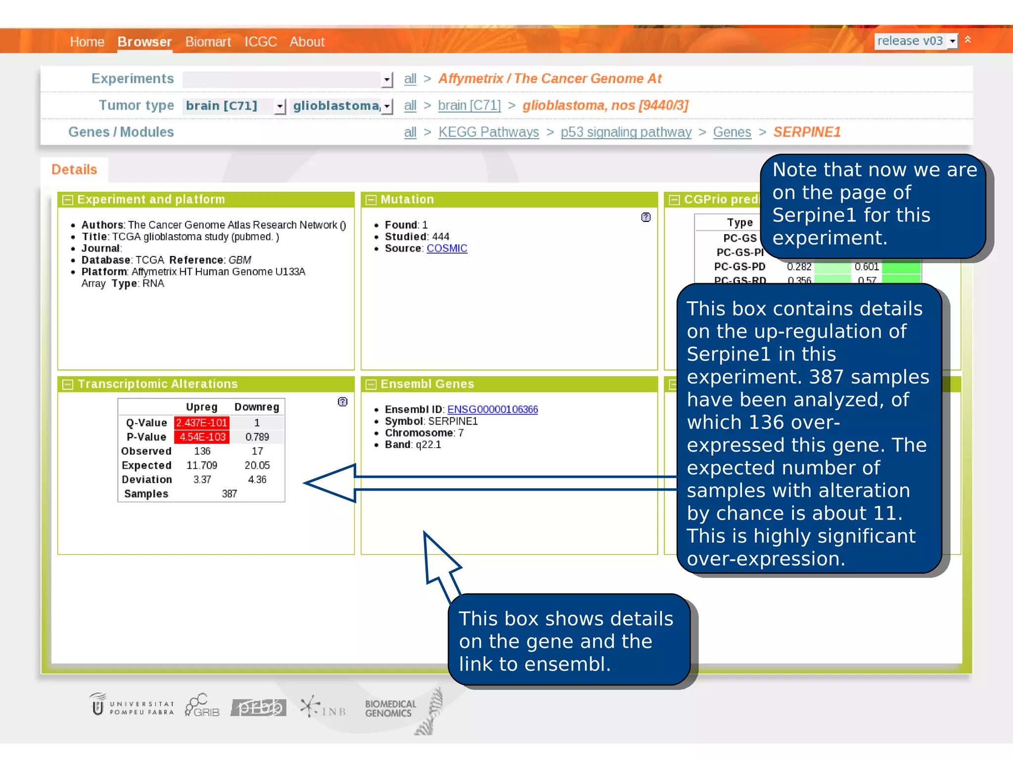 Note that now we are
                                  on the page of
                                  Serpine1 for this
                                  experiment.


                         This box contains details
                         on the up-regulation of
                         Serpine1 in this
                         experiment. 387 samples
                         have been analyzed, of
                         which 136 over-
                         expressed this gene. The
                         expected number of
                         samples with alteration
                         by chance is about 11.
                         This is highly significant
                         over-expression.


This box shows details
on the gene and the
link to ensembl.
 