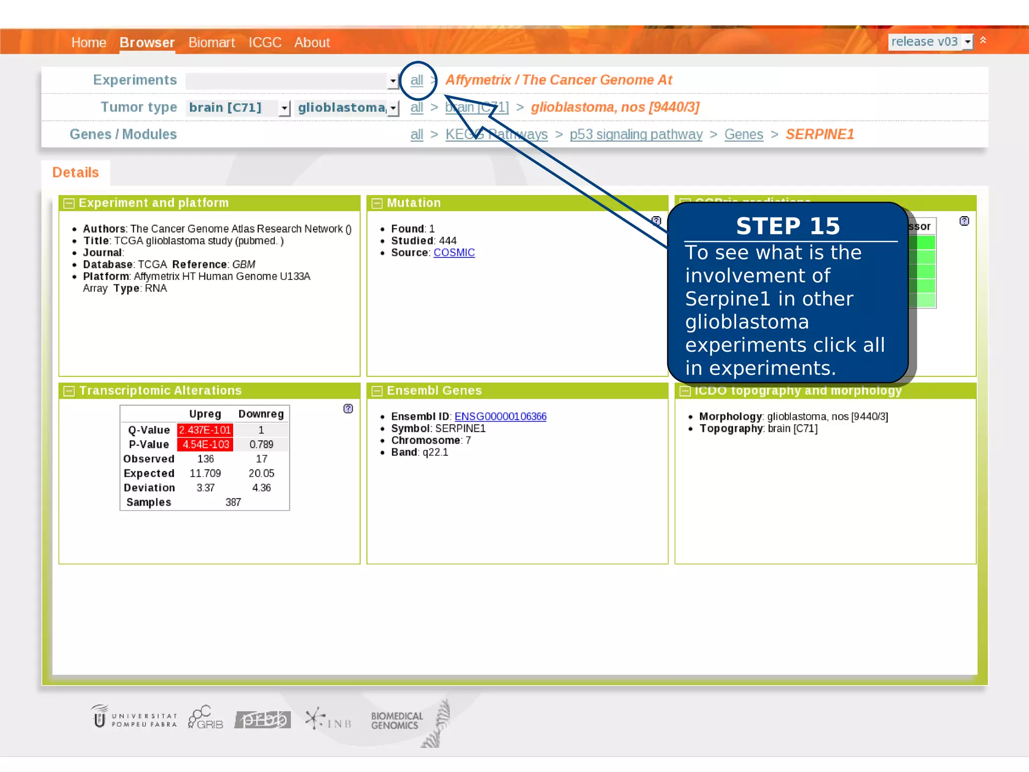 STEP 15
To see what is the
involvement of
Serpine1 in other
glioblastoma
experiments click all
in experiments.
 